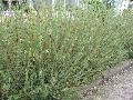 Arctic Willow / Salix artica